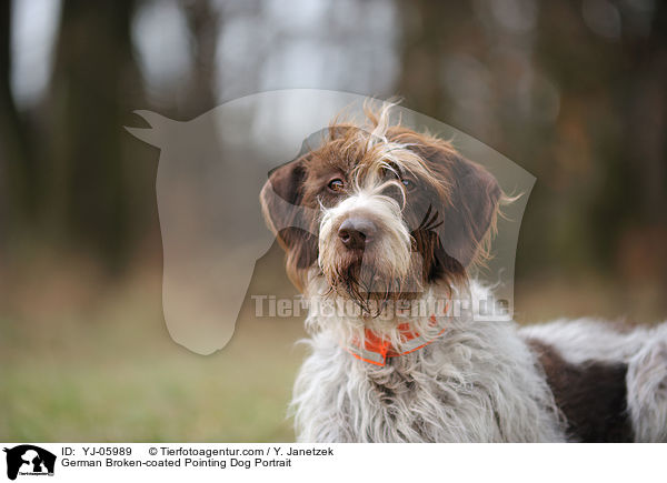 German Broken-coated Pointing Dog Portrait / YJ-05989