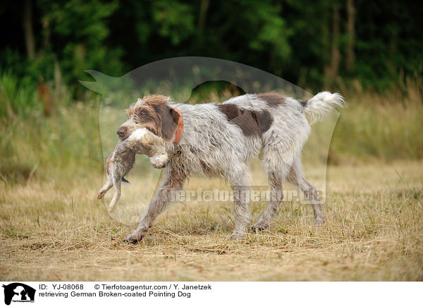 retrieving German Broken-coated Pointing Dog / YJ-08068