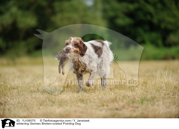 retrieving German Broken-coated Pointing Dog / YJ-08070