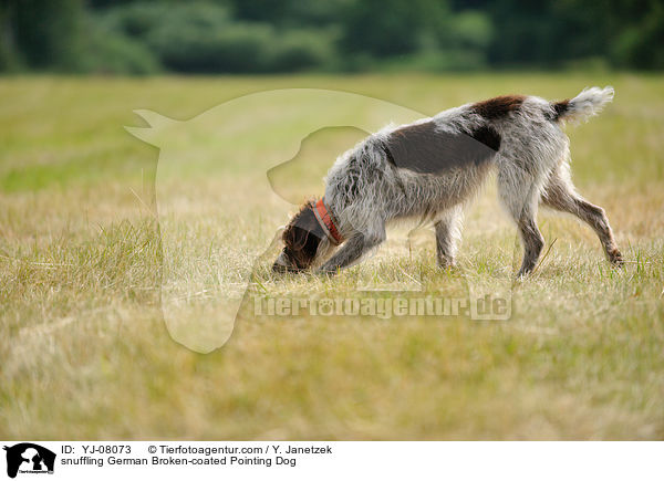 snuffling German Broken-coated Pointing Dog / YJ-08073