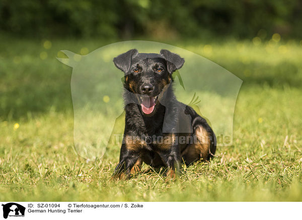German Hunting Terrier / SZ-01094