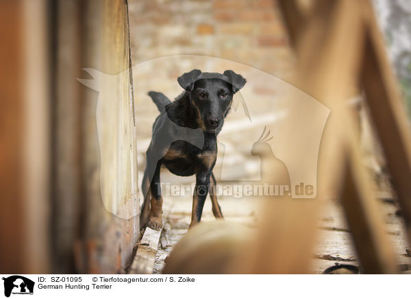 German Hunting Terrier / SZ-01095