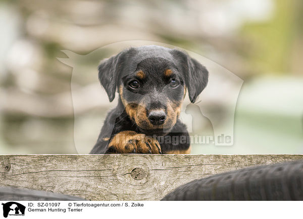 German Hunting Terrier / SZ-01097