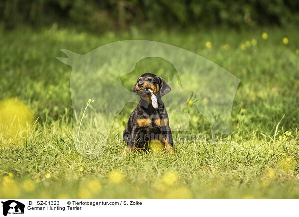 German Hunting Terrier / SZ-01323