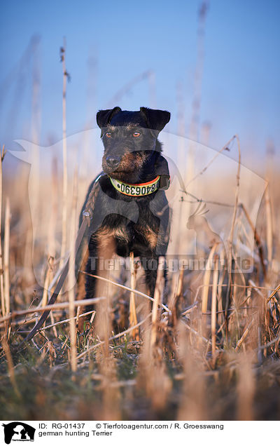 german hunting Terrier / RG-01437