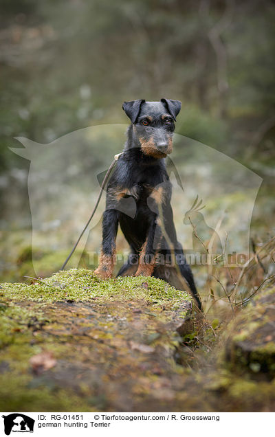 german hunting Terrier / RG-01451