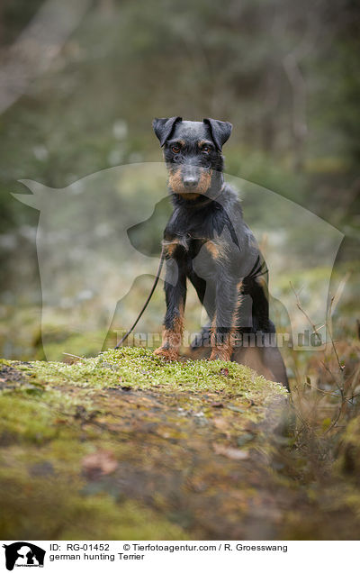 german hunting Terrier / RG-01452