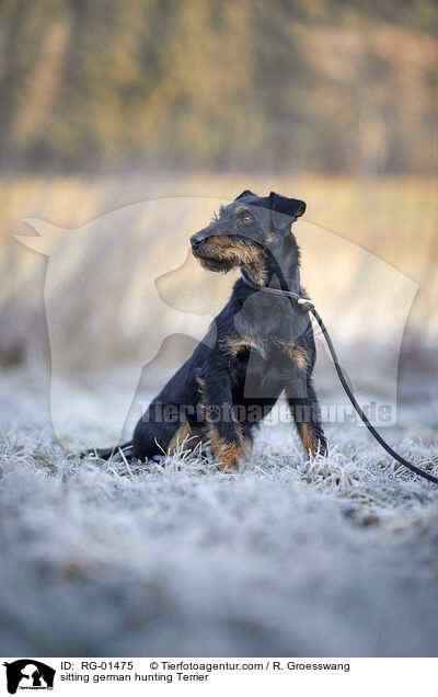 sitting german hunting Terrier / RG-01475