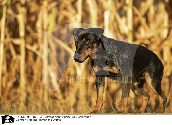 German Hunting Terrier at autumn / MIS-01346