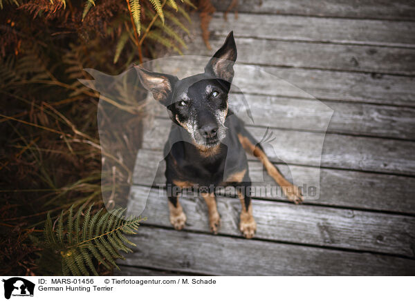 German Hunting Terrier / MARS-01456