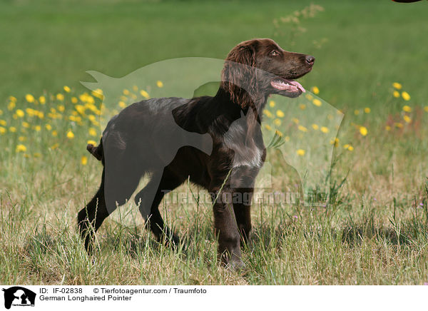 German Longhaired Pointer / IF-02838
