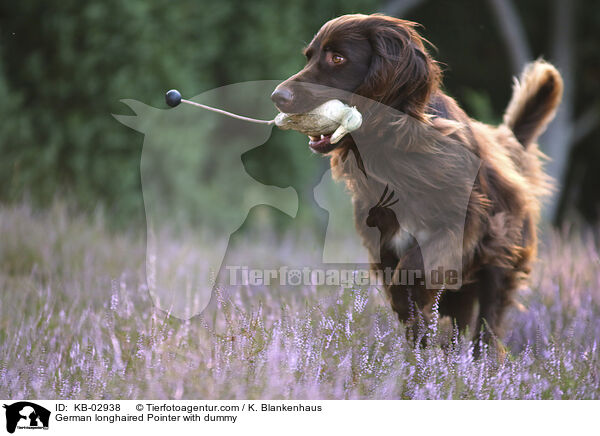 German longhaired Pointer with dummy / KB-02938