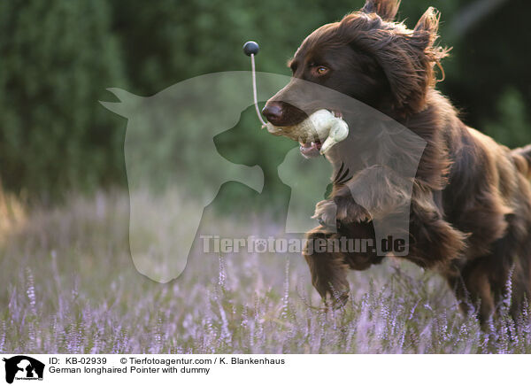 German longhaired Pointer with dummy / KB-02939