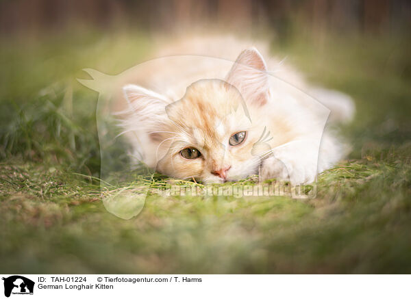 German Longhair Kitten / TAH-01224