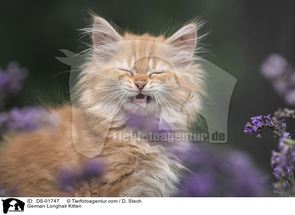German Longhair Kitten / DS-01747