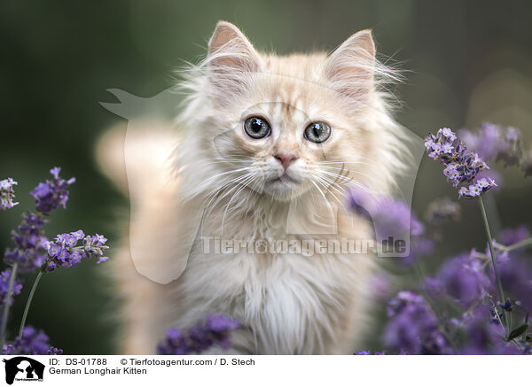 German Longhair Kitten / DS-01788