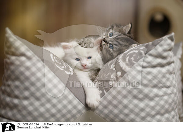 German Longhair Kitten / DOL-01534