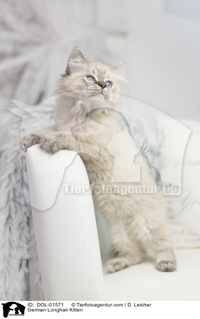 German Longhair Kitten / DOL-01571