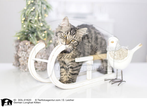 German Longhair Kitten / DOL-01620