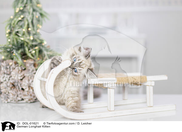 German Longhair Kitten / DOL-01621