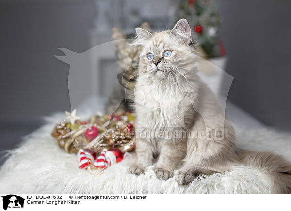 German Longhair Kitten / DOL-01632
