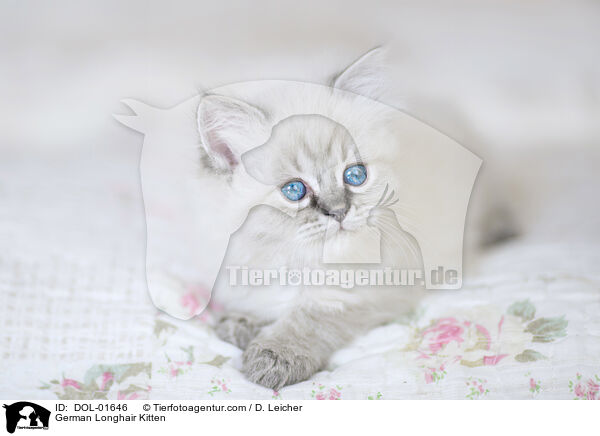 German Longhair Kitten / DOL-01646