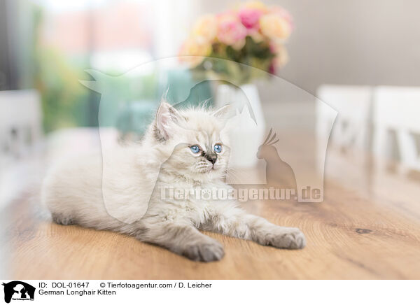 German Longhair Kitten / DOL-01647