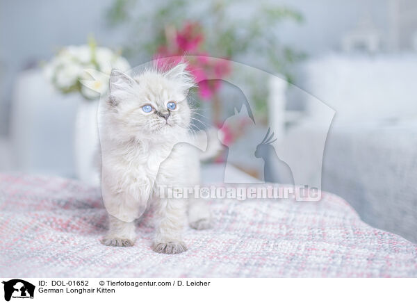 German Longhair Kitten / DOL-01652
