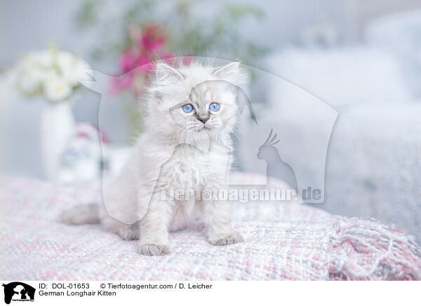 German Longhair Kitten / DOL-01653