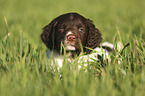 lying German longhaired Pointer Puppy