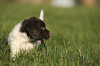 walking German longhaired Pointer Puppy