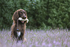 German longhaired Pointer with dummy