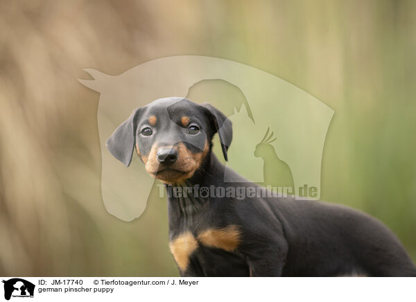 german pinscher puppy / JM-17740