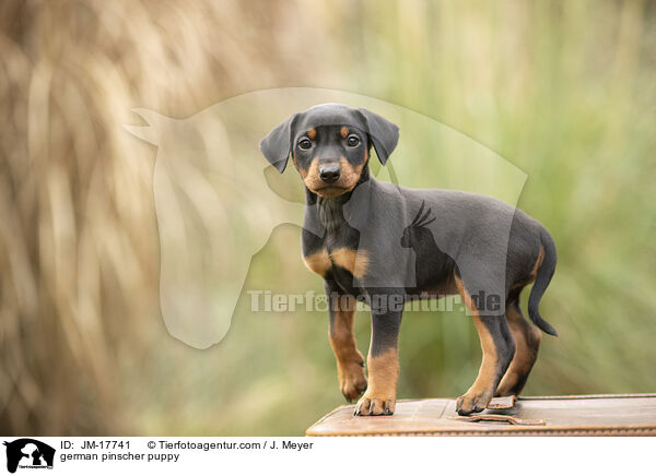 german pinscher puppy / JM-17741