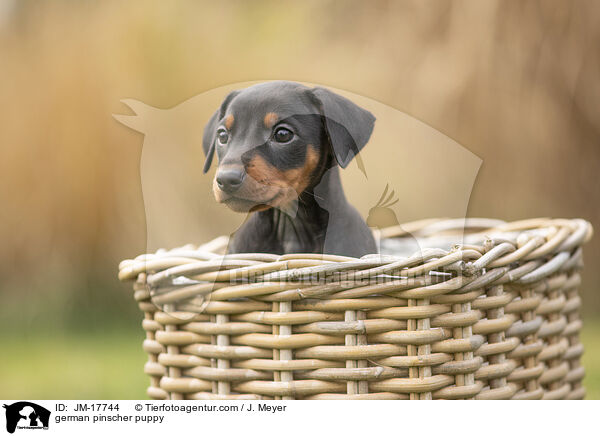 german pinscher puppy / JM-17744
