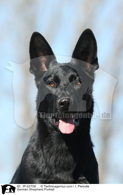 Deutscher Schferhund Portrait / German Shepherd Portrait / IP-02706