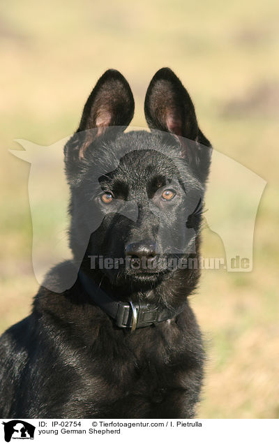 junger Deutscher Schferhund / young German Shepherd / IP-02754