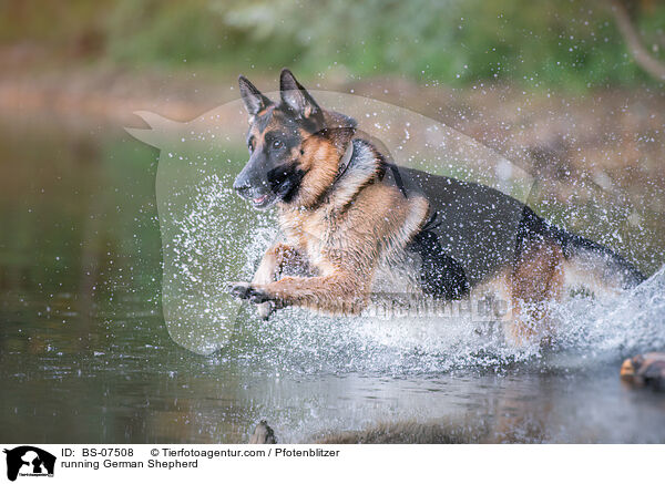 running German Shepherd / BS-07508