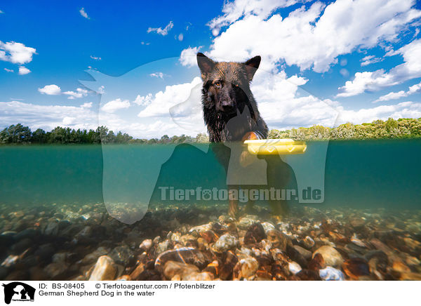 German Shepherd Dog in the water / BS-08405