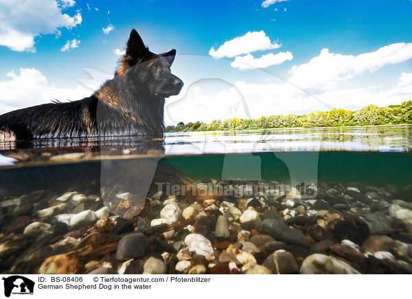 German Shepherd Dog in the water / BS-08406