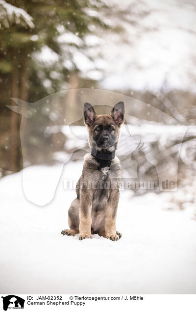 German Shepherd Puppy / JAM-02352