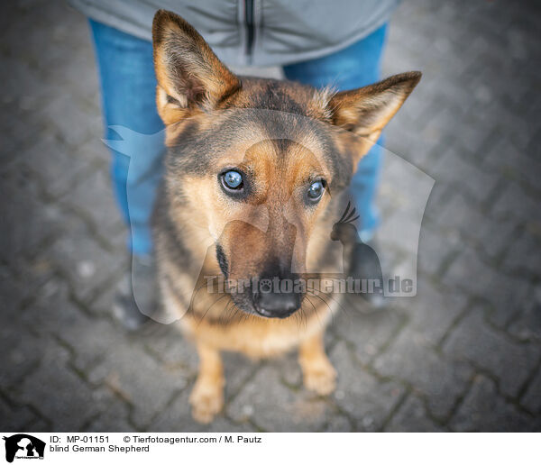 blind German Shepherd / MP-01151