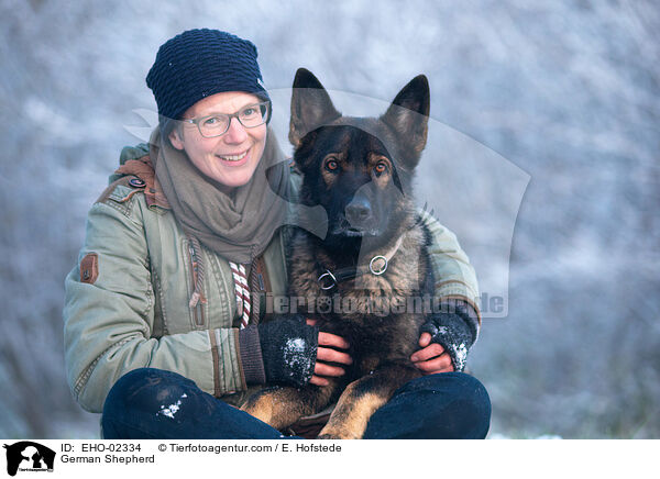 German Shepherd / EHO-02334