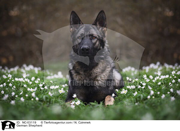 German Shepherd / NC-03119