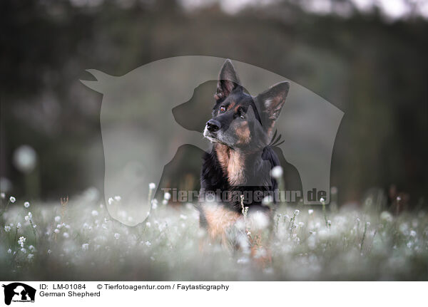 Deutscher Schferhund / German Shepherd / LM-01084