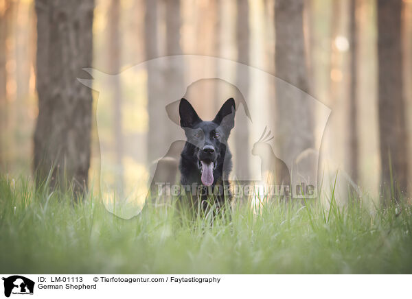 Deutscher Schferhund / German Shepherd / LM-01113