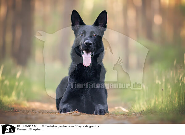 Deutscher Schferhund / German Shepherd / LM-01116