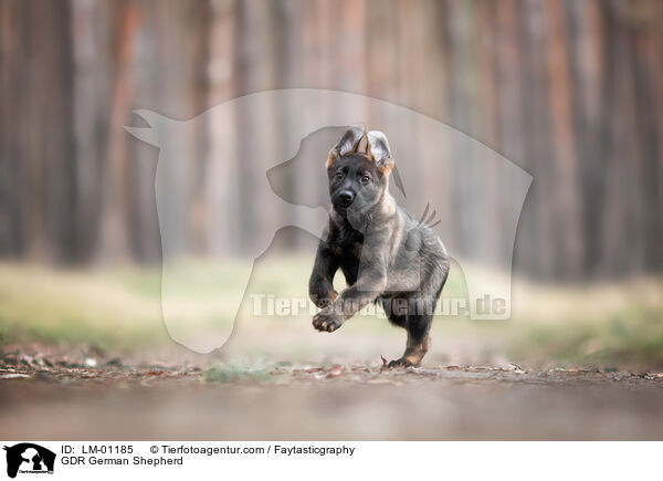 DDR Deutscher Schferhund / GDR German Shepherd / LM-01185
