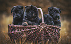German Shepherd Dog Puppies in the wicker basket