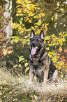 sitting German Shepherd Dog